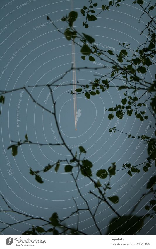 Blatt(trieb)werk Technik & Technologie Umwelt Natur Pflanze Luft Himmel Wolkenloser Himmel Nachthimmel Wetter Schönes Wetter Baum Verkehr Verkehrsmittel