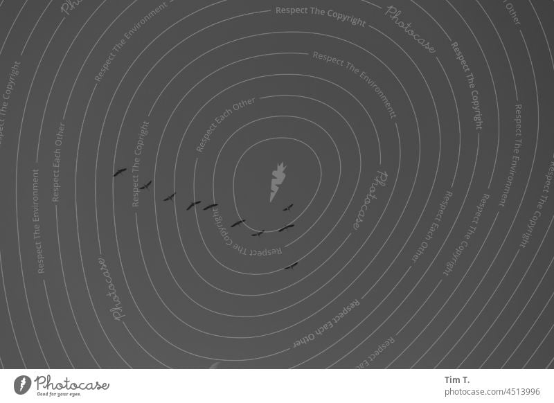 Zugvögel Berlin s/w köpenick bnw Außenaufnahme Schwarzweißfoto Tag Menschenleer