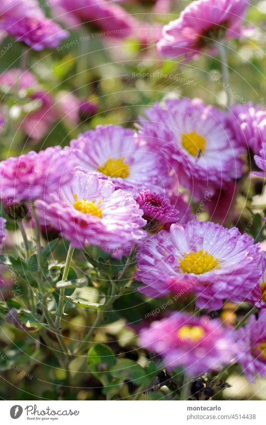 Frische Blümchen im Morgenlicht mit Herbsttau Blume Pflanze Natur Umwelt Schönes Wetter Grünpflanze glänzend natürlich nass Tag Sonnenlicht Nahaufnahme