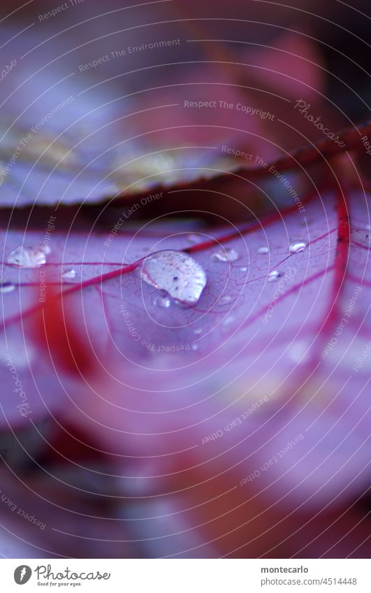 Leichtigkeit | Wassertropfen auf einem herbstlich gefärbten Blatt Pflanze natürlich weich rund nah nass Tau Umwelt Natur klein Morgentau Menschenleer