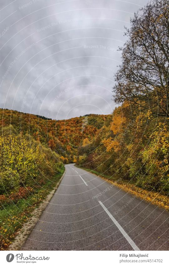 Fahrweg durch die Herbstlandschaft herbstlich Herbstfärbung Herbstwetter Herbststimmung Herbstbeginn Farbfoto Jahreszeiten gelb Laubwerk Außenaufnahme