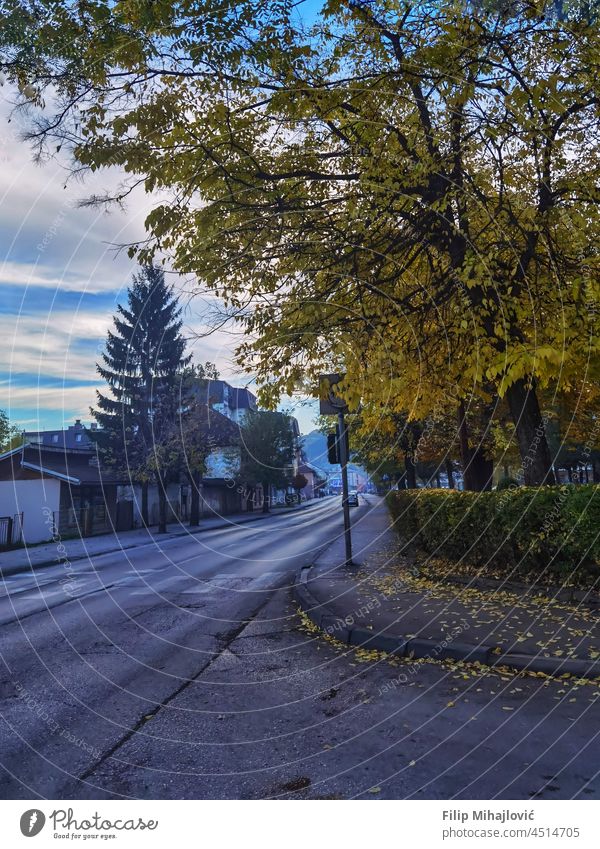 Herbstabend auf der Straße Herbstfarben herbstlich Herbstwetter Herbstlaub Herbstbeginn Herbstwald Außenaufnahme Umwelt Baum Jahreszeiten Herbststimmung