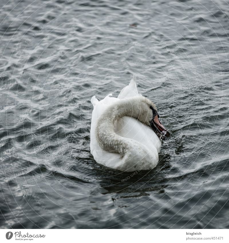 Schwanensee IV See Vogel 1 Tier Schwimmen & Baden grau weiß Farbfoto Gedeckte Farben Außenaufnahme Menschenleer Textfreiraum oben Abend Dämmerung