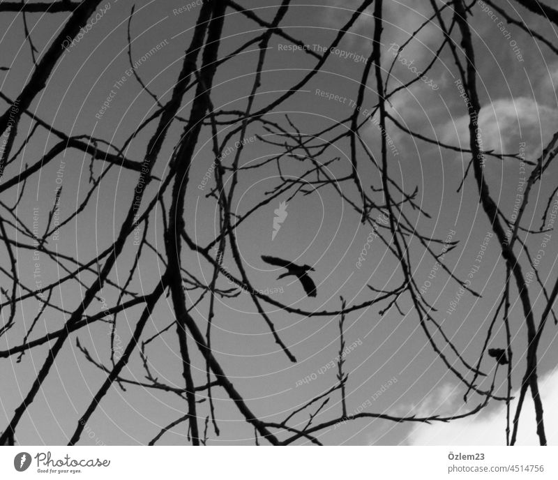 Vogel zwischen den Ästen Natur Himmel Freiheit fliegen Tier Außenaufnahme Schwarzweißfoto Flügel Umwelt Menschenleer Luft