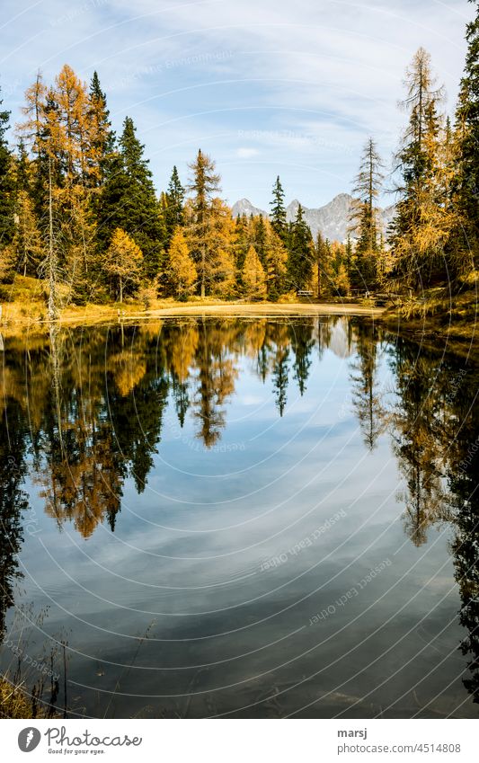 Herbstidylle am Bergsee. Mit Torstein, Mitterspitz und Dachstein im Hintergrund Herbstgold Reflexion & Spiegelung Wald See herbstlich Hoffnung Idylle leuchten