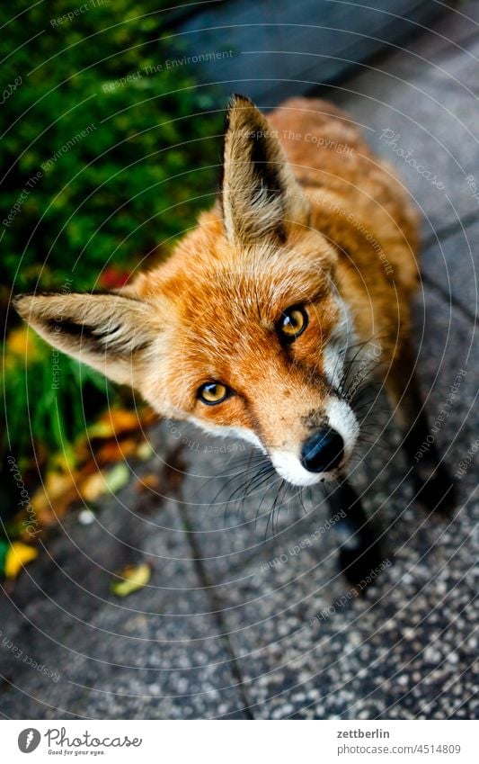 Fuchs auf der Terrasse fuchs garten herbst neugier pelztier portrait rotfuchs tierportrail tollwut tollwutgefahr vulpes vulpes wildtier neugierig frech