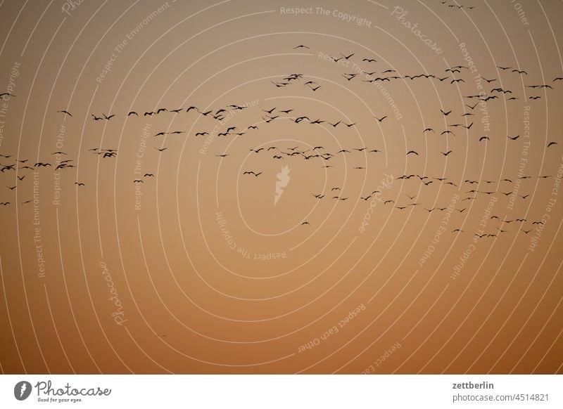 Noch mehr tierschutz,Kraniche im Anflug abend brandenburg dorf dunkel dämmerung gänse himmel kraniche landschaft landwirtschaft linum ländlich natur naturschutz