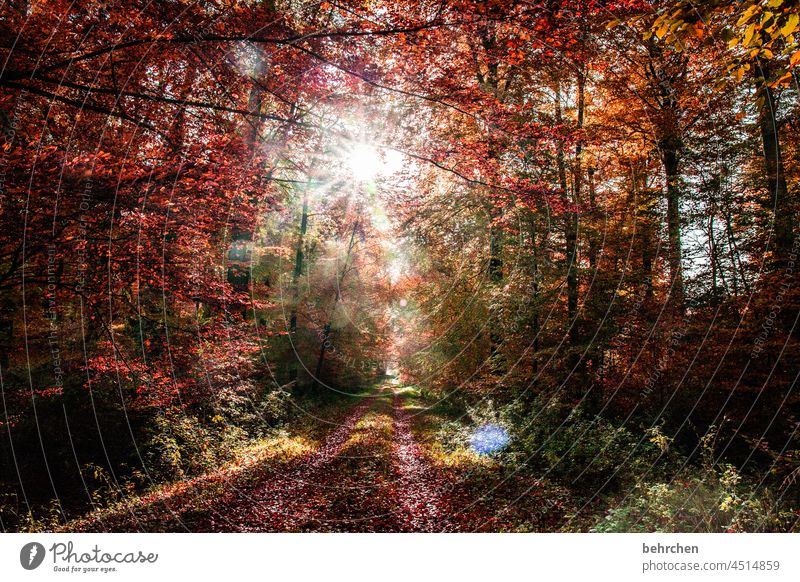 lichtdurchflutet sein. der wald, das herz, die seele. wenn die sorge geht. Herbstlandschaft Herbstwetter Blätter Herbstwald Sonnenstrahlen herbstspaziergang