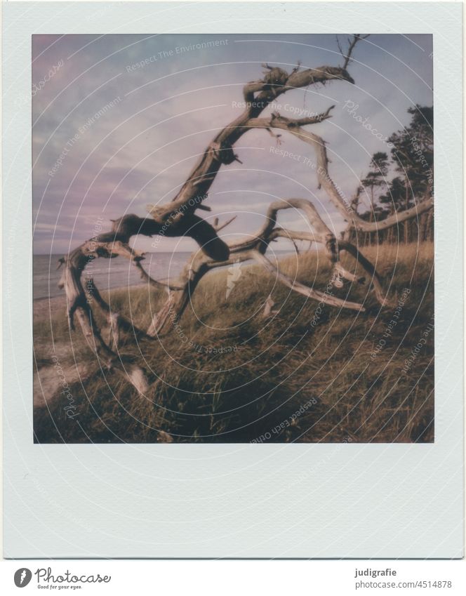 Darßer Weststrand auf Polaroid Windflüchter Bäume Strand Küste Ostsee Fischland-Darß-Zingst Nationalpark Nationalpark Vorpommersche Boddenlandschaft Landschaft