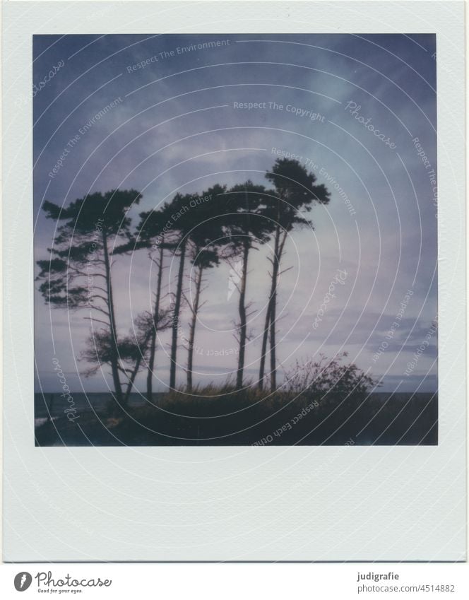 Bäume am Darßer Weststrand auf Polaroid Windflüchter Strand Küste Ostsee Fischland-Darß-Zingst Nationalpark Nationalpark Vorpommersche Boddenlandschaft