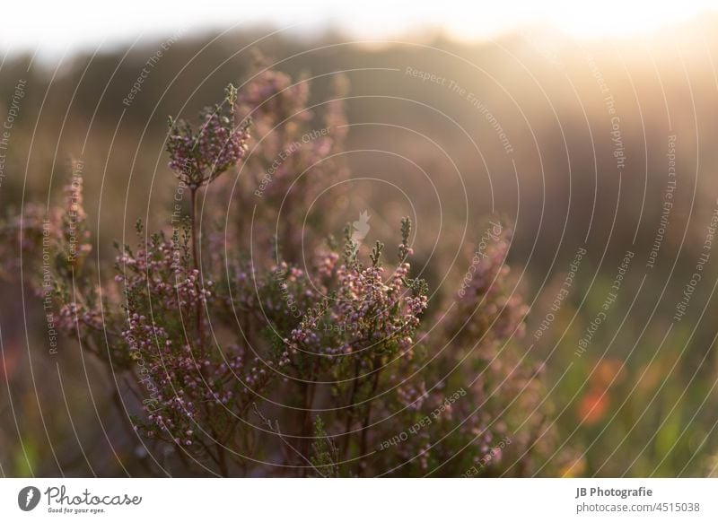 Heide im abendlichen Herbstlicht Heidekrautgewächse Natur Pflanze Farbfoto Außenaufnahme Umwelt Lüneburger Heide Landschaft herbstlich Herbstbeginn