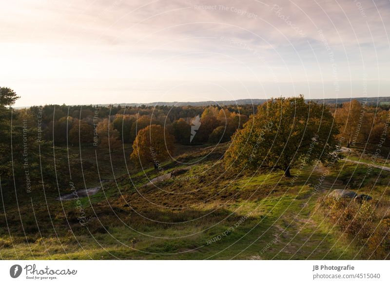 Herbst im Naturpark Aukrug herbstlich Herbstlaub Herbstfärbung Herbstwetter Herbstwald Herbstlandschaft Sonnenuntergang Sonnenlicht Außenaufnahme Spaziergang