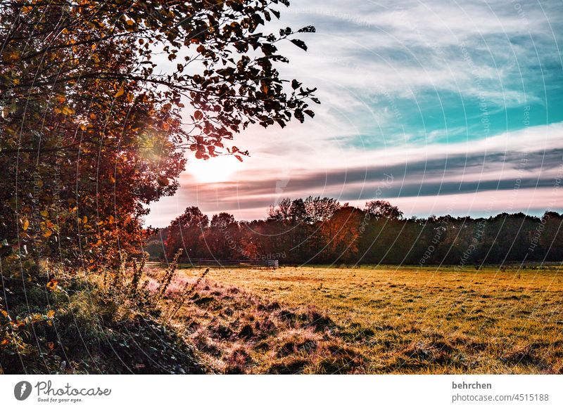 heimat Sonnenstrahlen Sonnenaufgang Wolken Farbfoto ruhig Umwelt Landschaft Himmel Natur Wiese Jahreszeiten Feld Bäume stille Wetter Menschenleer Idylle