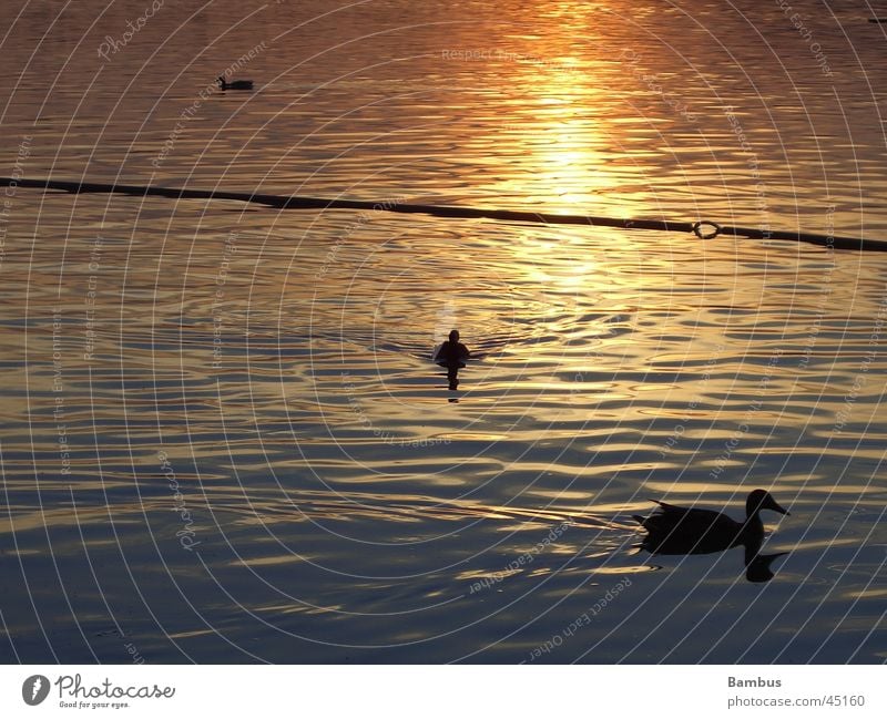 Enten See Sonnenuntergang Abenddämmerung Reflexion & Spiegelung Wasser Detailaufnahme