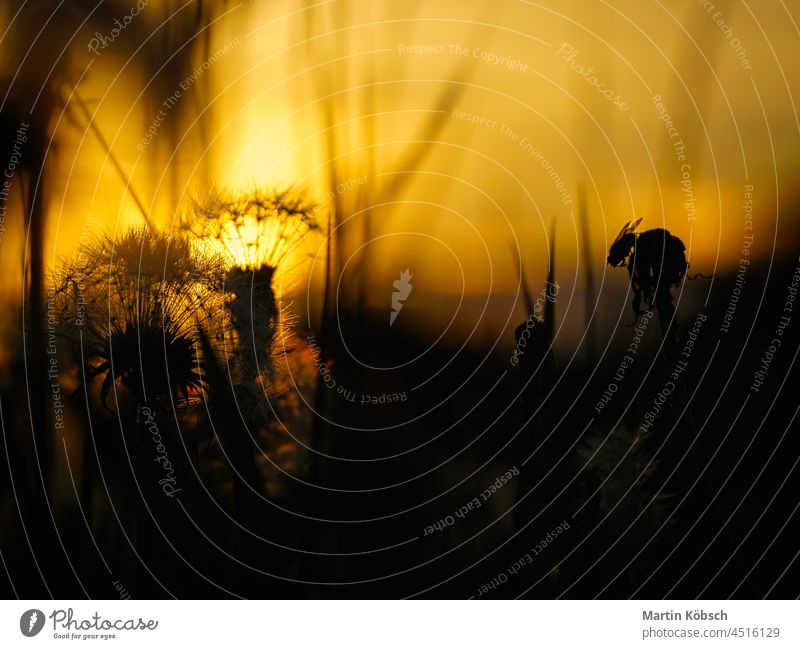 Löwenzahl Pusteblume in Sonnenuntergang mit schönen Bokeh löwenzahn taraxacum sect. ruderalia pusteblume gelb flora natur pflanzen botanik bokeh schönheit