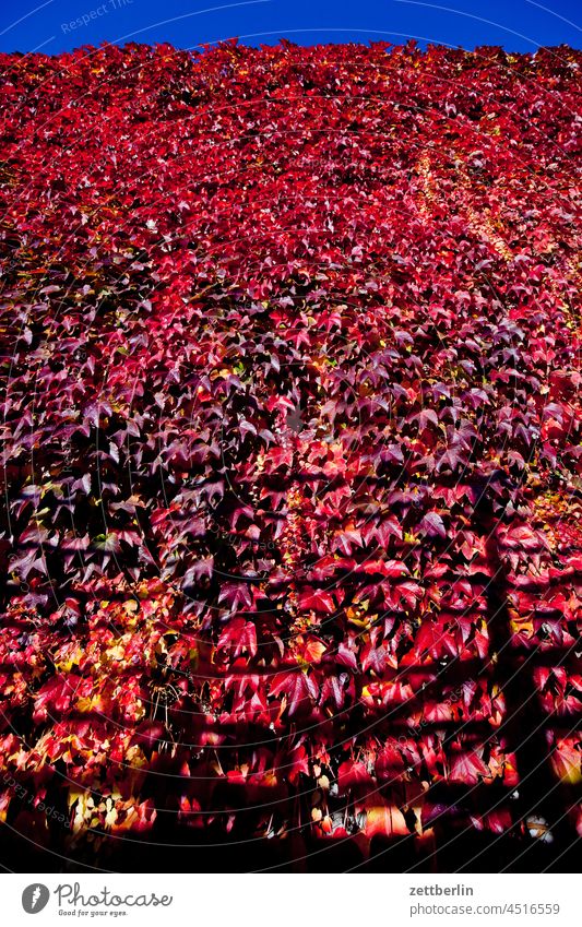 Herbstlaub (Rotwein) architektur berlin büro city deutschland dämmerung froschperspektive hauptstadt haus himmel hochhaus innenstadt mitte modern neubau platz