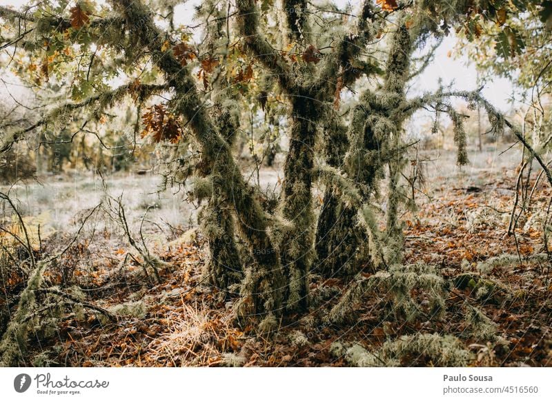 Baumstamm mit Flechten Eiche Bäume Umwelt Landschaft Farbfoto Natur Wald Baumrinde Klimawandel Umweltschutz Tag Forstwirtschaft Menschenleer Außenaufnahme