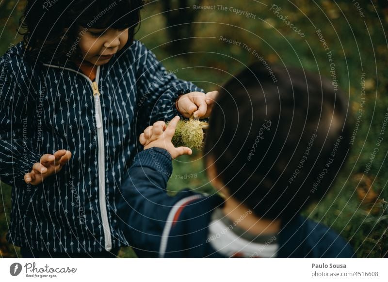 Kind berührt stachelige Schalen der Kastanie Kastanien Herbst authentisch Geschwister Farbfoto Herbstfärbung Oktober Herbstgefühle Natur Kindheit 1-3 Jahre