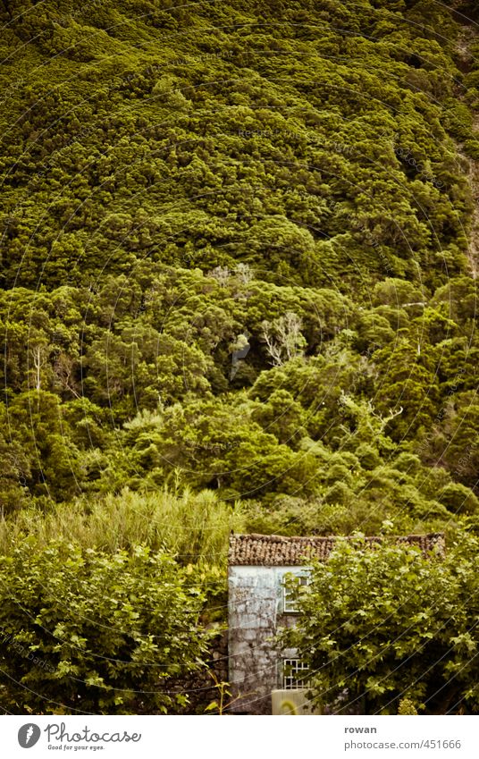 versteckt Blume Sträucher Wald Haus Einfamilienhaus Bauwerk Gebäude Architektur Fassade Dach grün Hütte Versteck verstecken verdeckt Berghang Berge u. Gebirge