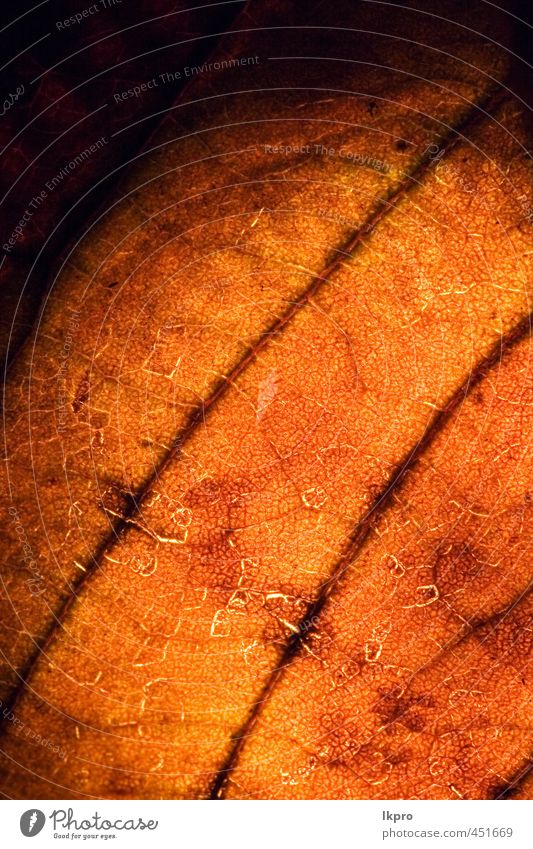 seine Venen im Licht. Garten Natur Herbst Blume Blatt Linie Tropfen dreckig braun gelb grün rot schwarz weiß Farbe Hintergrund Konsistenz Frühling Fleck