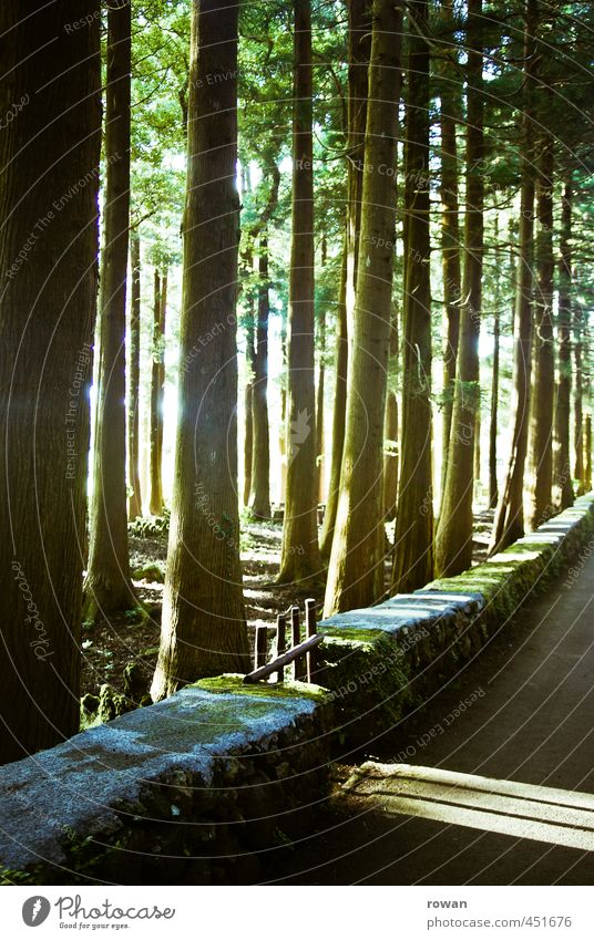 märchenwald Baum Wald Mauer Wand Straße Wege & Pfade außergewöhnlich dunkel Wärme vertikal Tor Gartentor Schatten fantastisch Märchen Märchenwald Lichteinfall