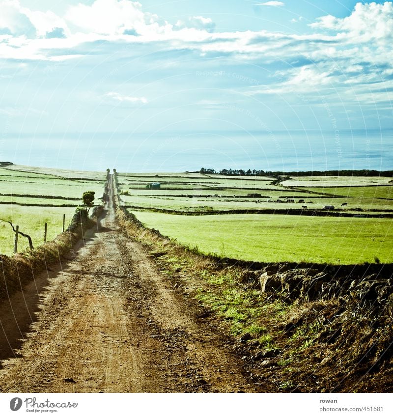 zum meer Umwelt Natur Landschaft Sommer Gras Wiese Feld Meer grün Fußweg gerade geradeaus Freiheit Landwirtschaft Zentralperspektive Fluchtpunkt Horizont Ziel