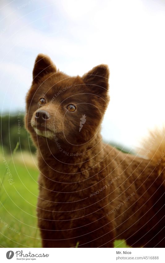 Hund oder Bär ? Rassehund Hundeschnauze Hundeblick Tierporträt Tiergesicht Haushund Hundekopf bester Freund Treue treu Tierliebe Haustier Fell Hunderasse