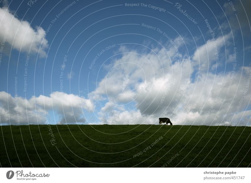 Kuh auf Feld Landwirtschaft Forstwirtschaft Himmel Wolken Wiese Tier Nutztier 1 Fressen stehen Milchkuh Rind Rindfleisch Rinderhaltung Weide ländlich Farbfoto