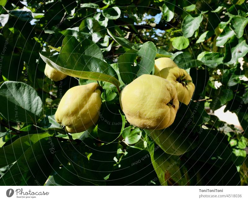 Reife Quitten hängen in Quittenbaum Quittenfrucht quittenmus Quittenblatt Obsternte Naturwunder