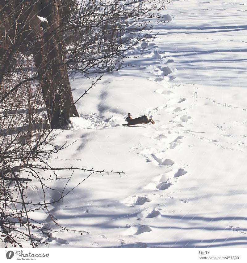 ein Hase läuft im Schnee Wildkaninchen Schneespuren Fußspuren Schneedecke winterlich Winterfreude Hasenspur Spuren Winterimpression schneebedeckt Winteridylle