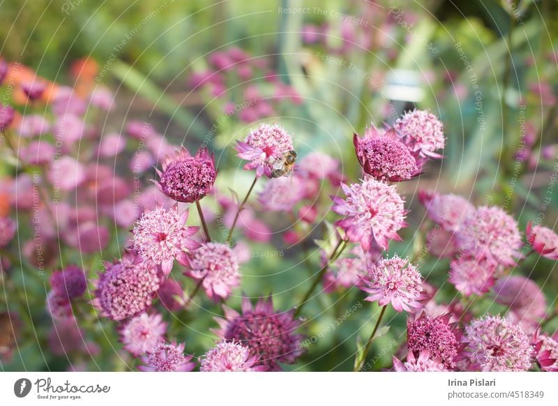 Rosa Astrantia-Blüten. Astrantia major Moulin Rouge. Große Sterndolde Hintergrund schön Schönheit Biene Blütezeit Überstrahlung botanisch Botanik Blumenstrauß