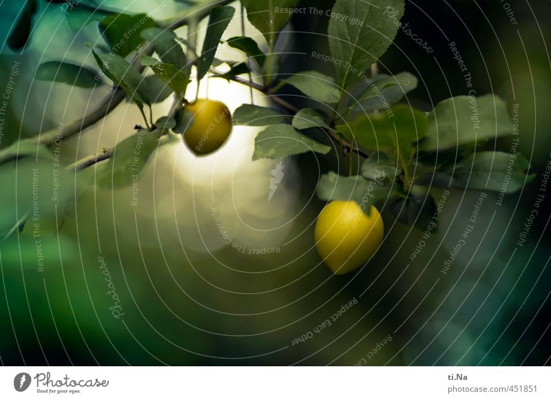 Obstbaum mit Fruchtbomben Sommer Baum Sträucher Nutzpflanze Wildpflanze Kricke Kreeke Wildpflaume Pflaumenbaum Garten Feld hängen Wachstum alt klein natürlich