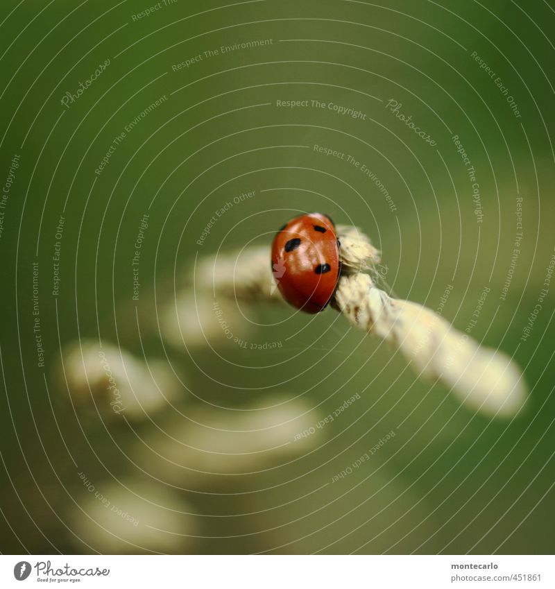 Tanz | mit dem Wind Umwelt Natur Pflanze Herbst Gras Grünpflanze Wildpflanze Tier Wildtier Käfer Marienkäfer 1 beobachten entdecken Fressen authentisch einfach