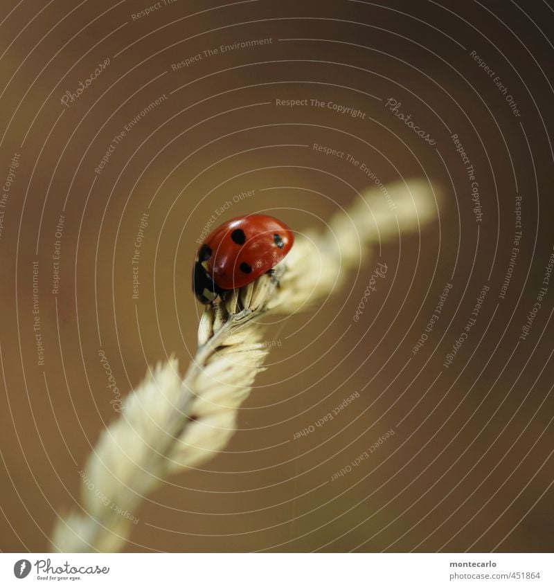 Untermieter | der bleiben darf... Umwelt Natur Pflanze Sommer Sträucher Wildpflanze Tier Wildtier Käfer Marienkäfer 1 dünn authentisch einfach Freundlichkeit