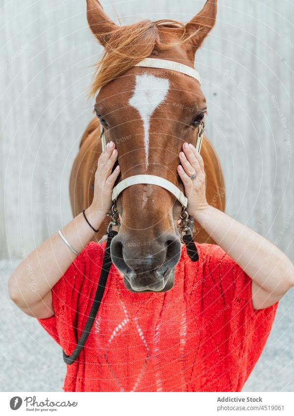 Frau bedeckt Gesicht mit Pferdekopf Tier Maul Kabelbaum Deckblatt züchten pferdeähnlich Sattelkammer Tierhaut Säugetier Stute Reiterin Hengst Besitzer Kastanie