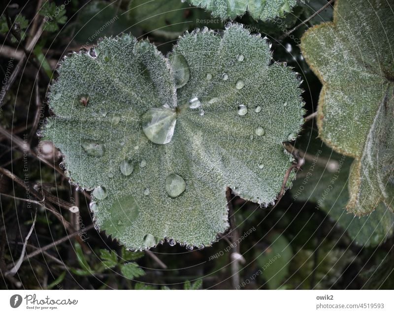 Gepansche Pflanze Blatt Wassertropfen Garten nass nah klein viele Regen Idylle glänzend Natur Umwelt rein grün leuchten Blattadern feucht Totale glitzern