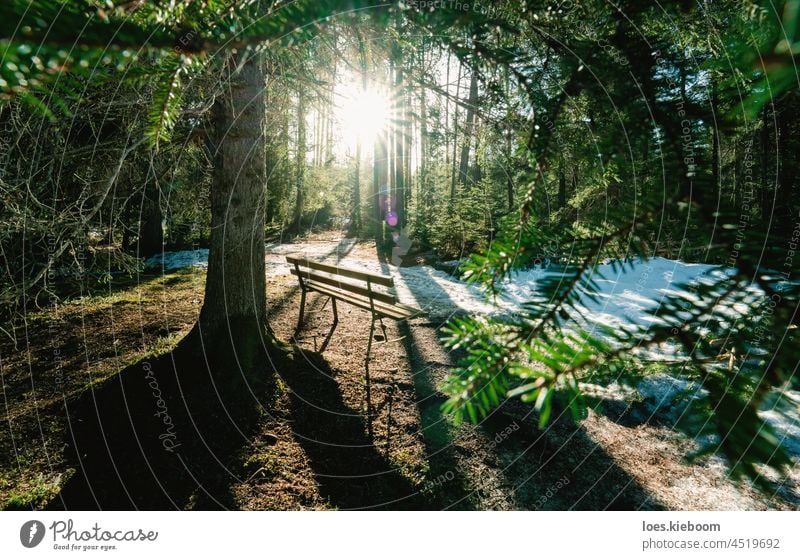 Bank im immergrünen Wald, umgeben von schmelzendem Schnee mit Sonnenstern, Tirol, Österreich Baum Sonnenlicht Natur Immergrün Kiefer alpin kalt Landschaft