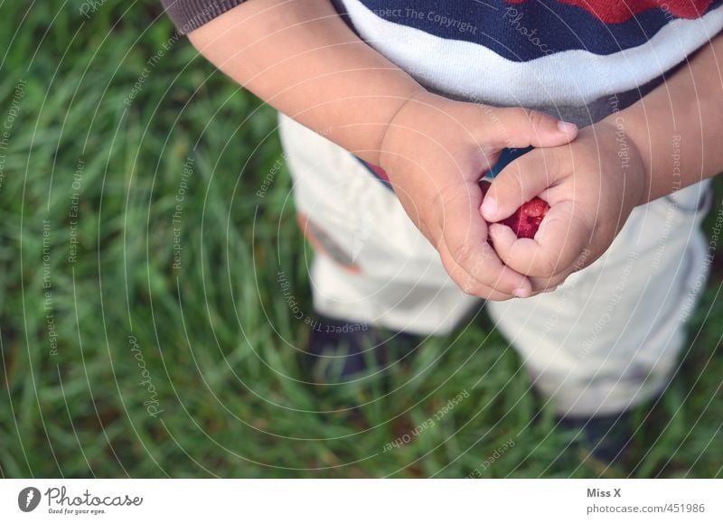 Himbeere Lebensmittel Frucht Ernährung Essen Picknick Bioprodukte Mensch Kind Kleinkind Hand Finger 1 1-3 Jahre 3-8 Jahre Kindheit Sommer Wiese frisch