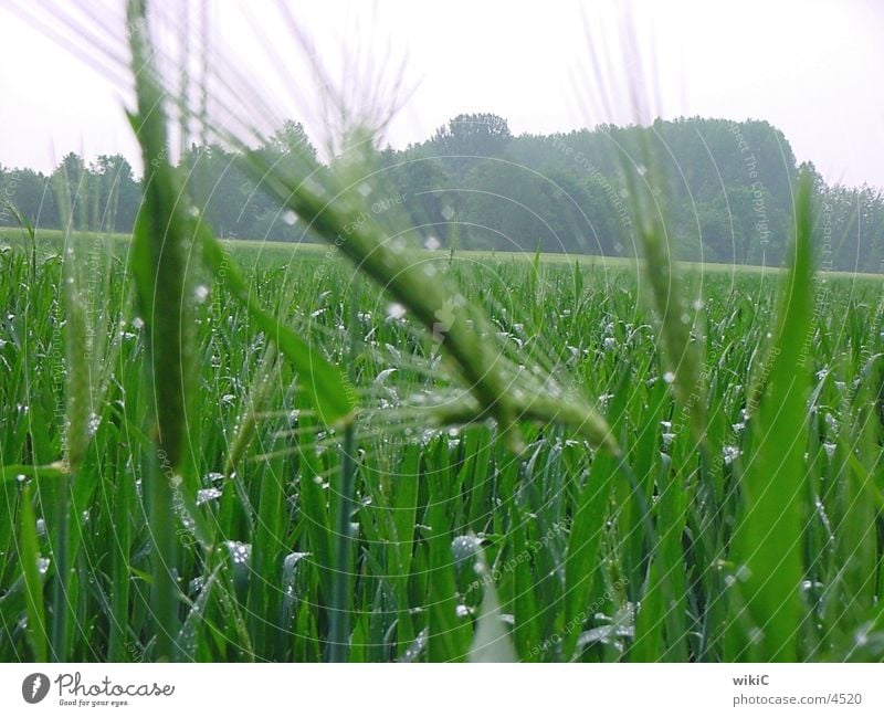 Feld 2 Frühling Natur Pflanze