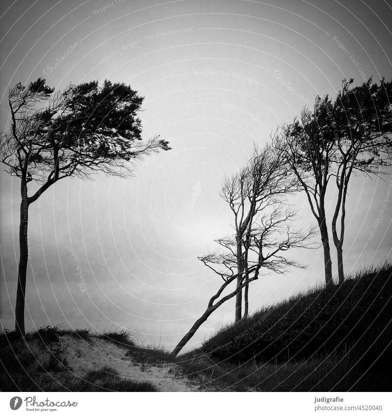 Windflüchter am Darßer Weststrand Bäume Strand Küste Ostsee Fischland-Darß-Zingst Nationalpark Nationalpark Vorpommersche Boddenlandschaft Landschaft Meer Natur