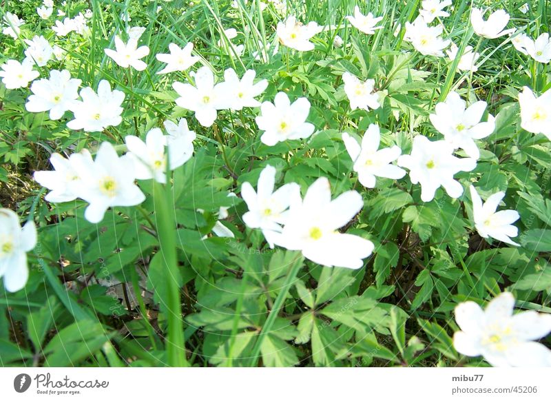 Frühling Blume Wiese grün April Natur Nahaufnahme