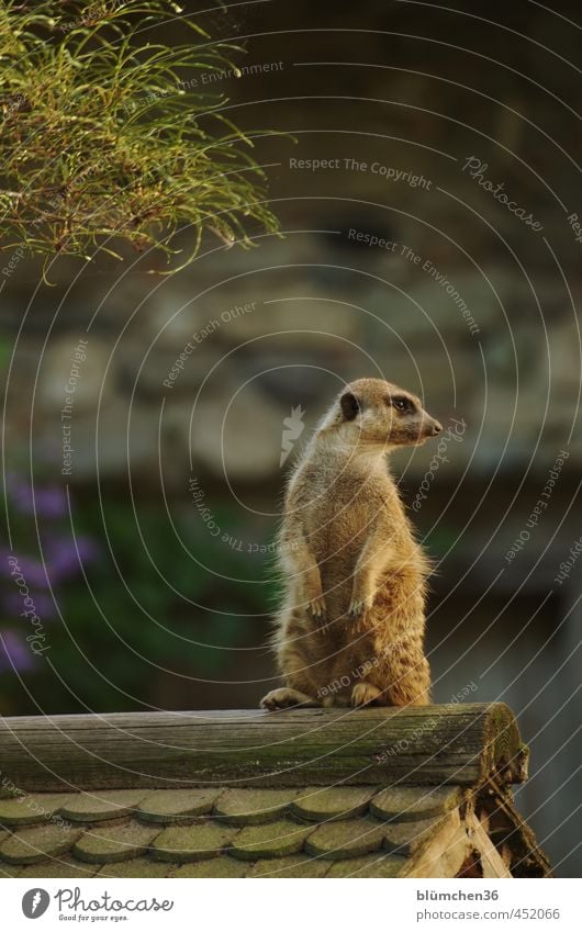 Alles unter Kontrolle Tier Wildtier Tiergesicht Fell Pfote Erdmännchen Säugetier Landraubtier Manguste 1 beobachten hocken Blick stehen außergewöhnlich frech