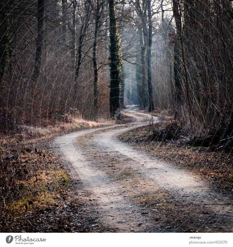 Your Way Ausflug Umwelt Natur Landschaft Herbst Schönes Wetter Baum Wald Verkehrswege Wege & Pfade einzigartig Zukunft Kurve Farbfoto Außenaufnahme Menschenleer