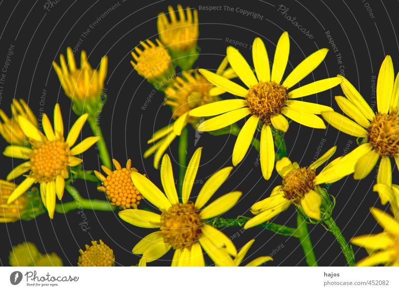 Greiskraut schön Dekoration & Verzierung Pflanze Blume Blüte viele gelb schwarz Senecio Hintergrundbild Strahlen heimisch Staude Farbfoto Nahaufnahme