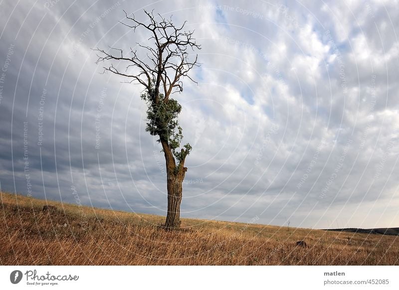 Solist Landschaft Himmel Wolken Gewitterwolken Horizont Sommer Wetter schlechtes Wetter Baum Wiese braun grau überleben Kämpfer Steppe Farbfoto Außenaufnahme