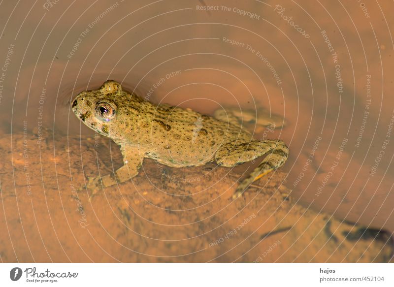 Springfrosch, Rana dalmatina Tier Wasser Wildtier Frosch Tierjunges braun Amphibie gefleckt Graben Nahaufnahme Makroaufnahme Textfreiraum rechts