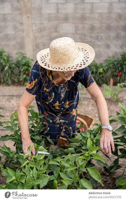 Anonymer älterer Gärtner in der Nähe einer Grünpflanze Frau Landwirt Garten Landschaft Ackerbau kultivieren Strauch Ernte Pflanze Senior reif Schere Werkzeug