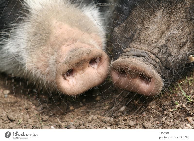 Doppelstecker Schwein Sau Grunzen Schweinschnauze Verkehr Nase Doppelsteckdose