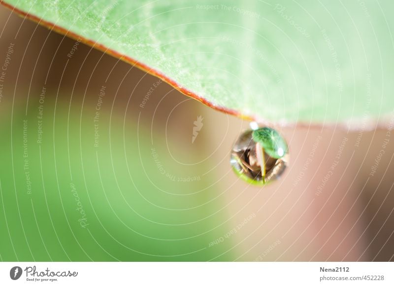 Aufgehängt Umwelt Natur Wasser Frühling Sommer Regen Pflanze Blatt Grünpflanze Garten Wiese klein nass rund grün Wassertropfen tropfend Tropfen