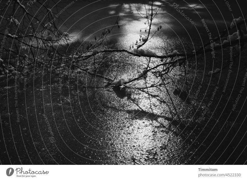 Licht auf Eisfläche eines Weihers Sonnenlicht Zweige Schnee Winter kalt Frost gefroren Natur Menschenleer Schwarzweißfoto Umwelt Schatten